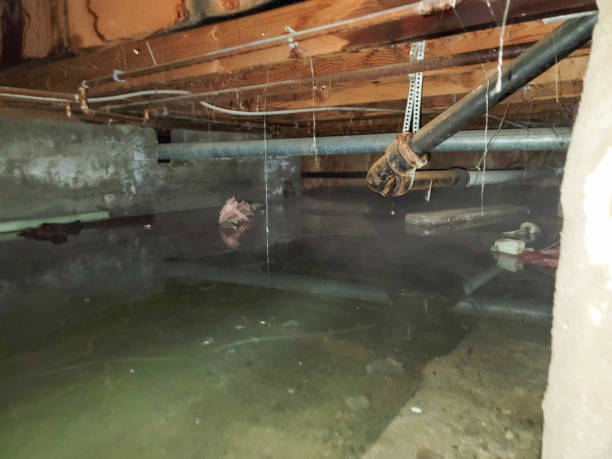 Best Professional water damage repair  in , OK
